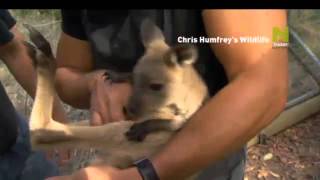 Viasat Nature - Život V Divočině Chrise Humfryho