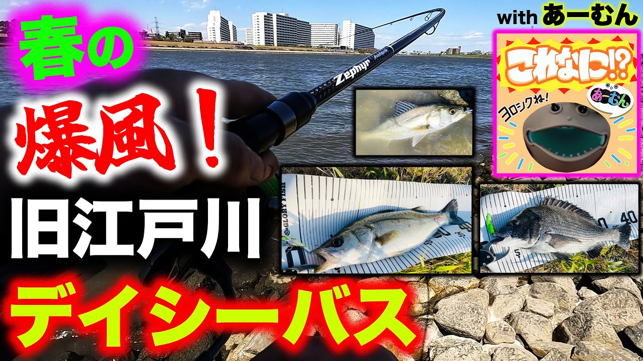春の爆風！旧江戸川デイシーバス！ - ハクとアミが混在する激濁り激渋デイゲーム 2025 - 東京湾奥シーバス