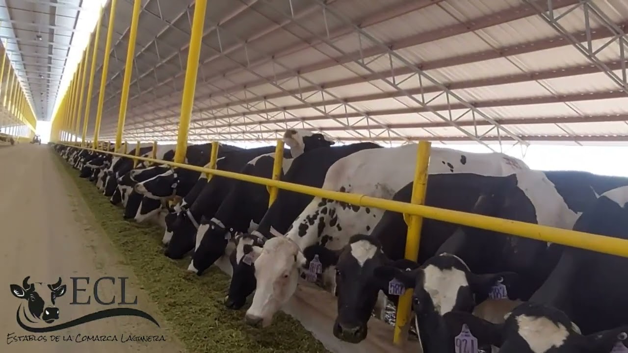 Un recorrido en Establos De La  Comarca Lagunera con vacas altamente productoras.