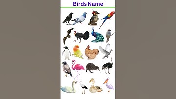 Birds name | Parrot, Eagle,Duck,owl Crow images #birdsname #birdsshorts #shorts #shortskid#education