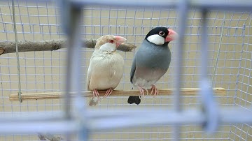Java sparrows Bathing | Java Birds Enjoying in Water