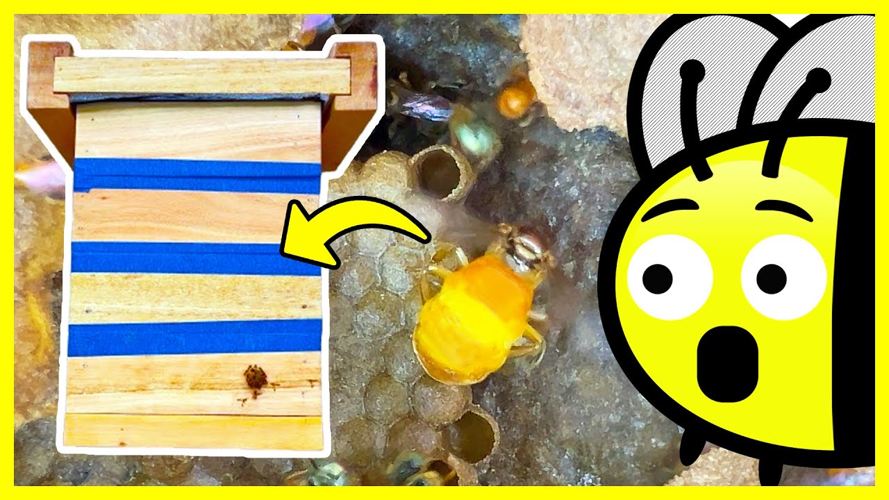 A melhor transferência de abelhas Jataí que eu já fiz