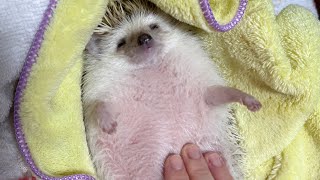 ハリネズミを撫で回すだけの動画 just rub hedgehog’s stomach