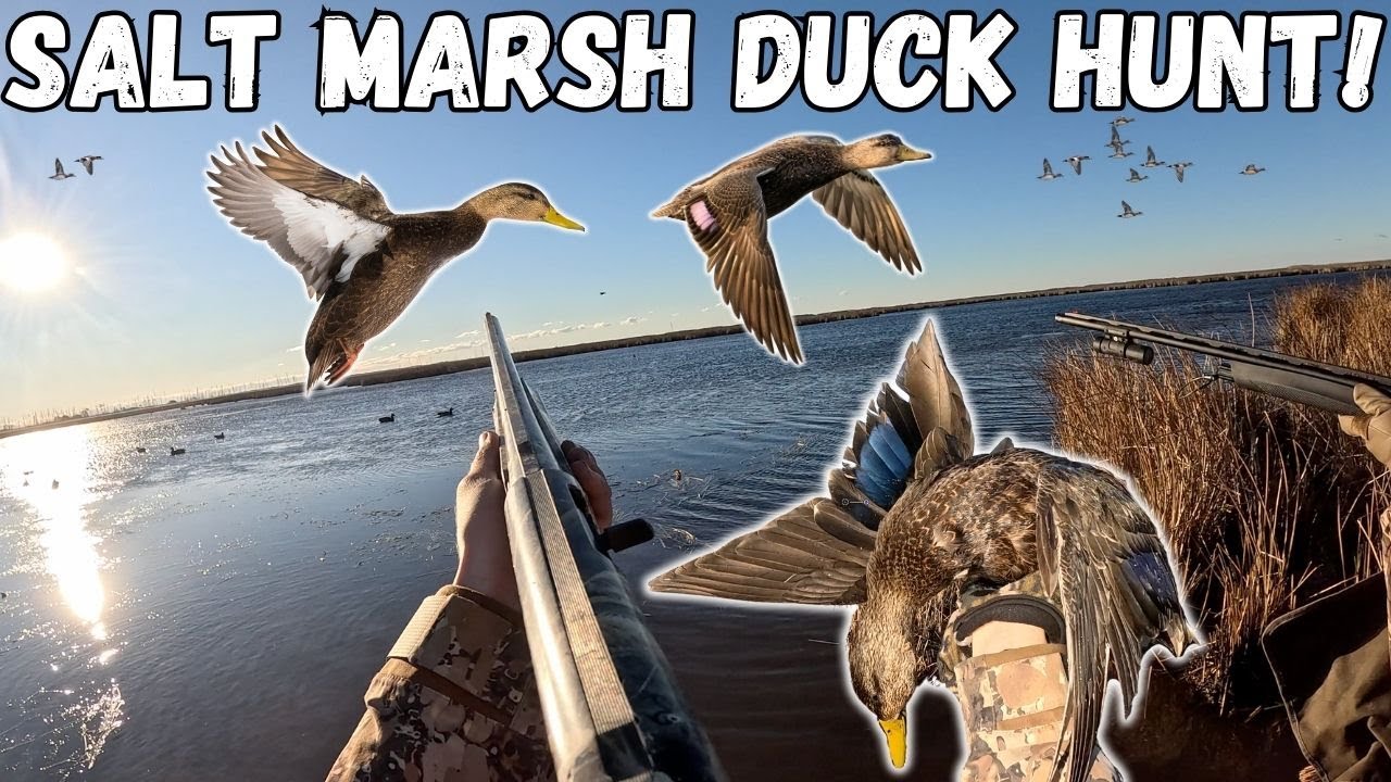 Охота на уток на солончаках восточного побережья! Общедоступные земли. Разнообразная добыча!
