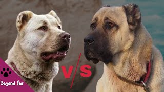 Kangal vs Kuchi Afghan Shepherd DogLions of Asia
