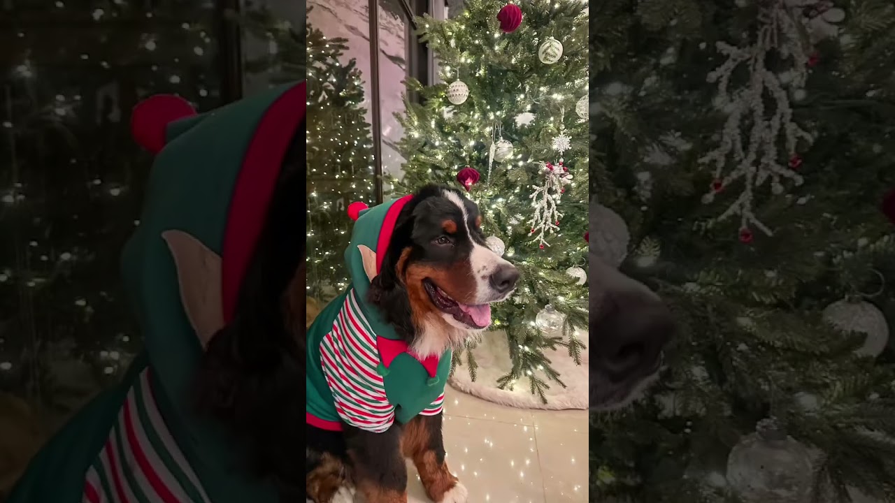 15 January 2026 — Frisco the Bernese Dog  YouTube video