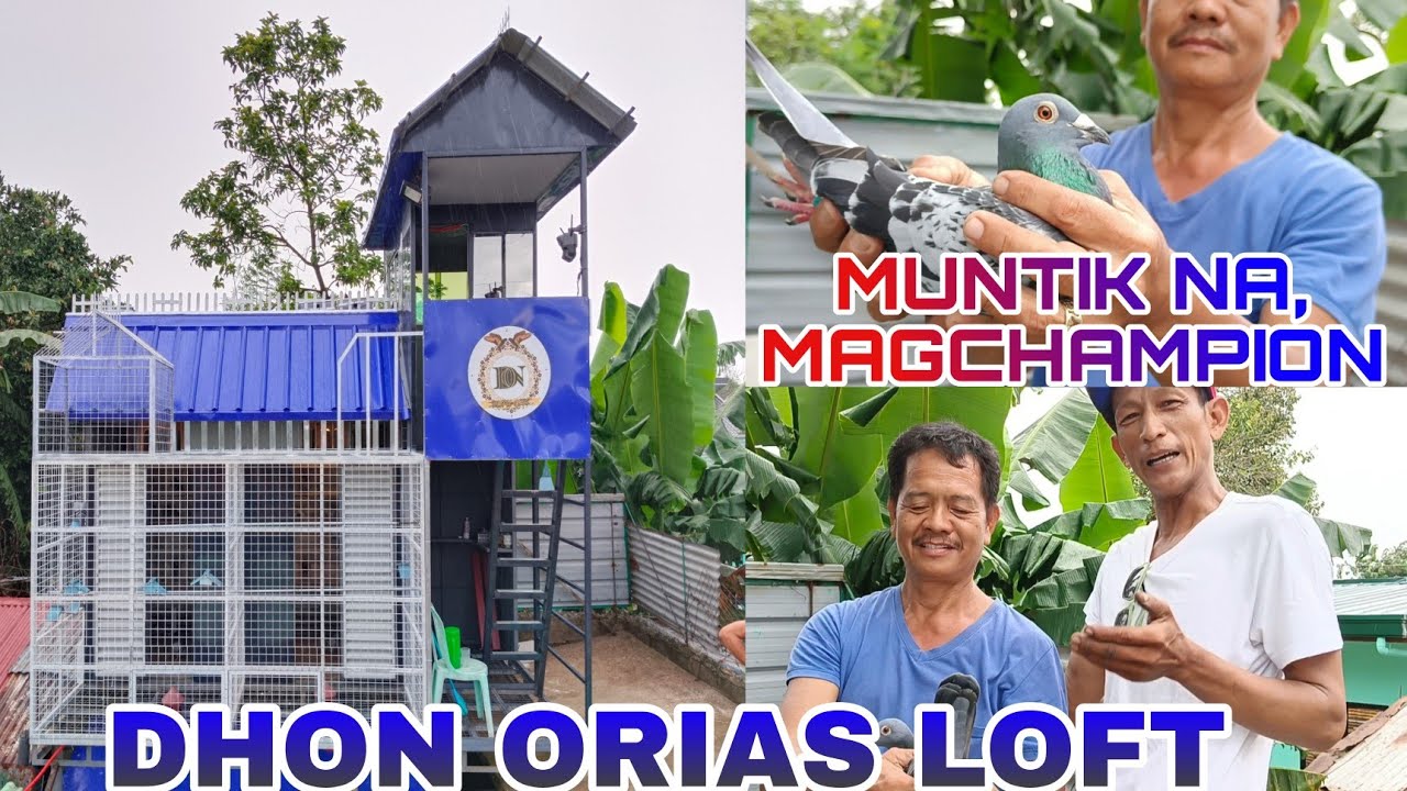 DHON ORIAS LOFT (MUNTIK NA, MAGCHAMPION) MADE BY MHARK AGUILUZ LOFT MAKER