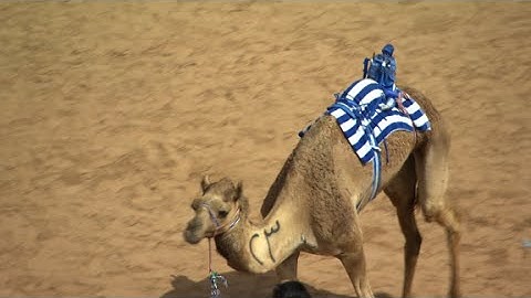Camel racing with robot jockeys