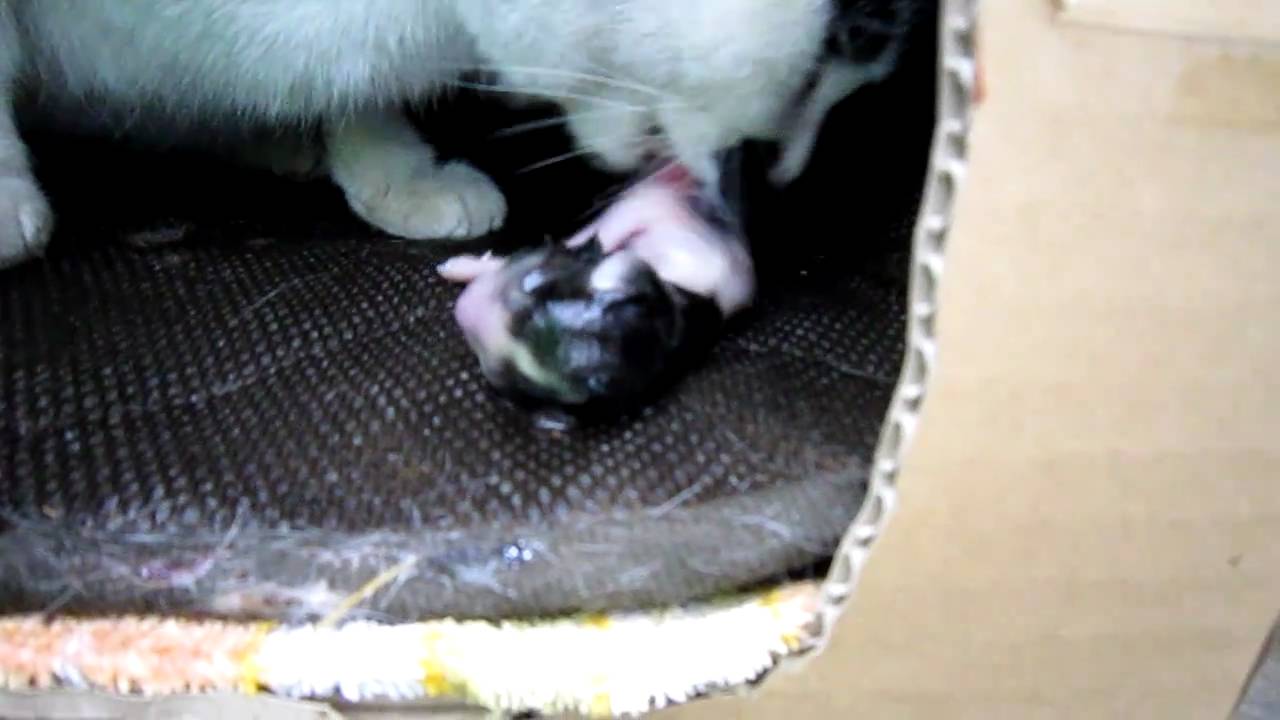 Stray cat gives birth in our balcony 2/5 YouTube