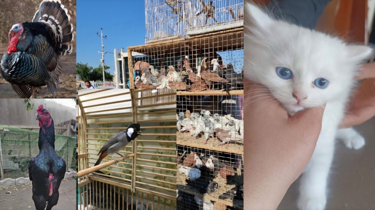 #سوق_الغزل بعقوبة سوق الطيور و الحيوانات الاخرى