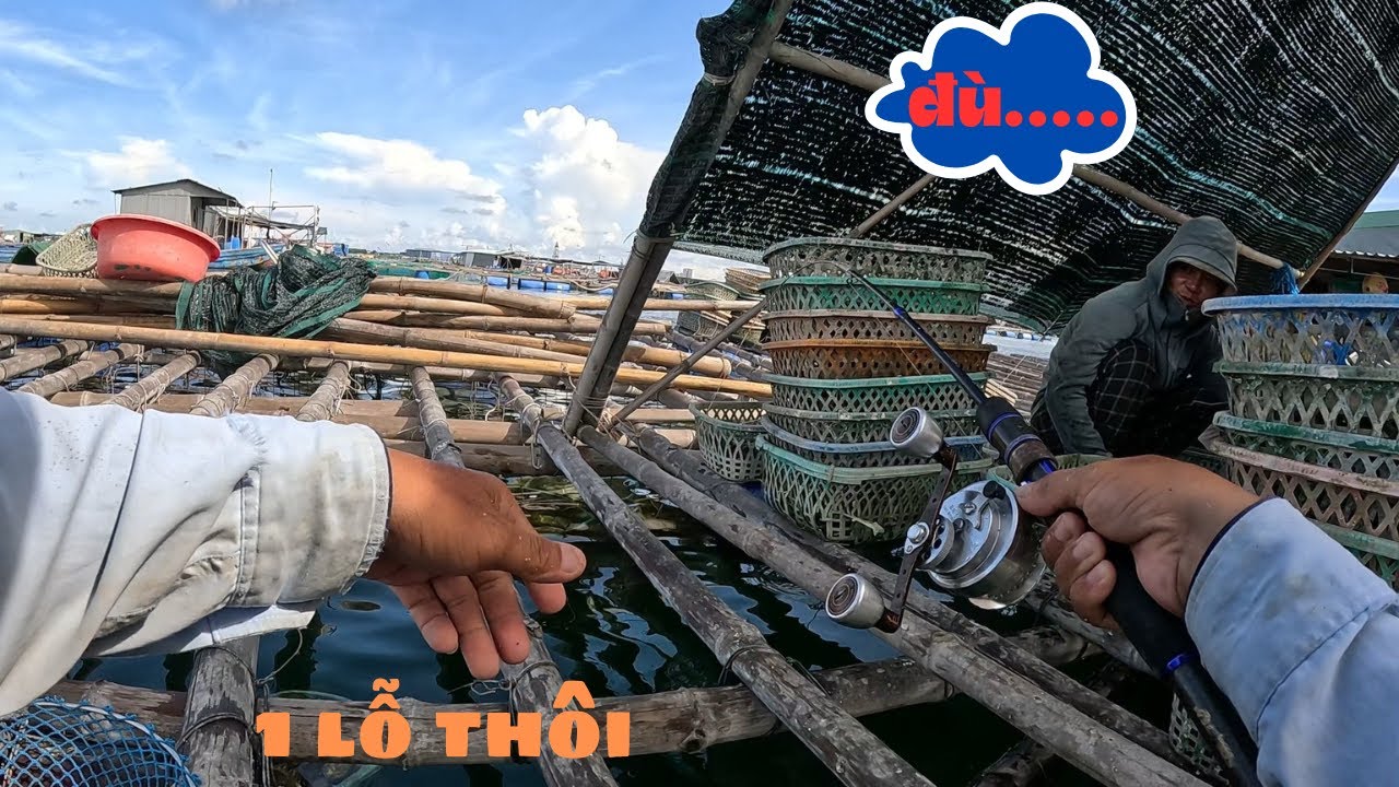 285/ Cả ngày cá ăn đúng 1 lỗ 1 . Thả xuống là dựt . Câu IKADA .