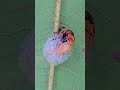 Unbelievable! This Tiny Insect Produces Its Own Foam