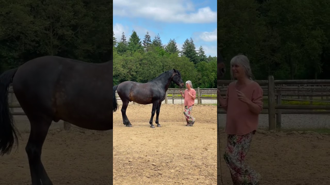 Magic button for piaffe at liberty with your horse