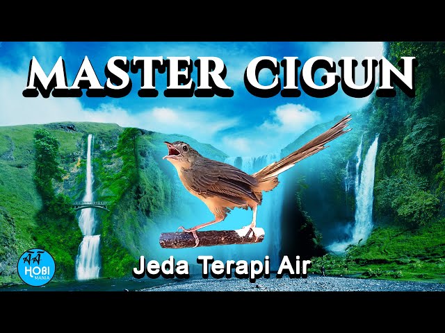 Master CIGUN, Ciblek Gunung + Jeda Terapi Air class=