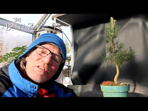 Pruning My Smallest Douglas Fir, The Bonsai Zone, November 2025 - YouTube