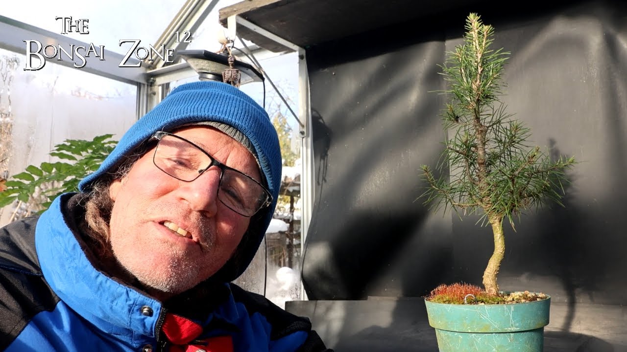 Обрезка моей самой маленькой пихты Дугласа, The Bonsai Zone, ноябрь 2025 г.
