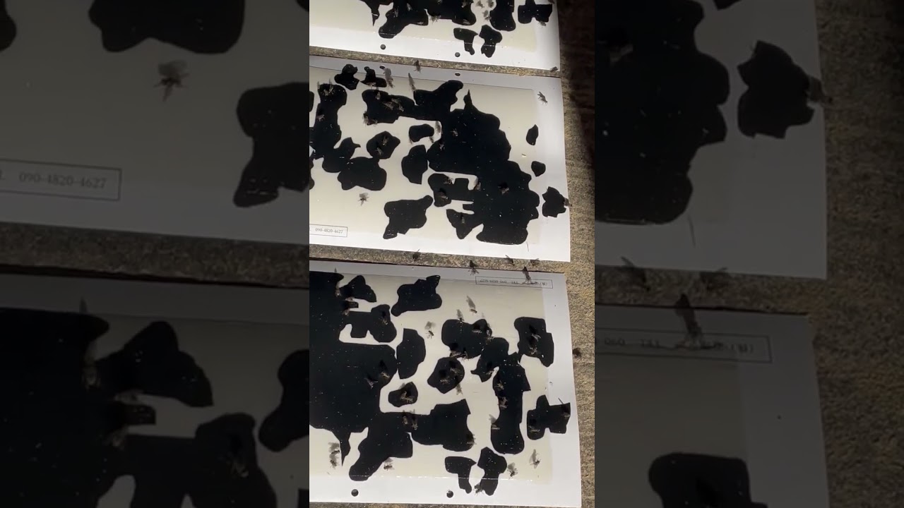 100枚セット｜アブ捕獲粘着シート パイボちゃん | 近衛ラボSTORE