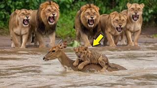 Олень спас тонущего львёнка, и то, что львы сделали дальше, шокировало всех!