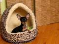 Russian Toy Terrier, a puppy girl, 11 weeks old