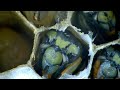 Yellow Jackets Nest INFESTATION | 1,500 Wasps inside house | Wasp Nest Removal