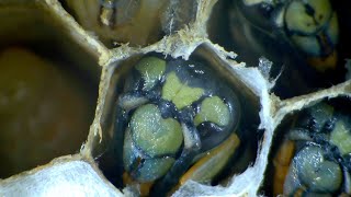 Yellow Jackets Nest INFESTATION | 1,500 Wasps inside house | Wasp Nest Removal