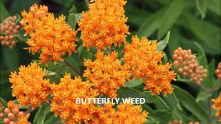 Where are the MONARCHS - PROBLEMS in the GARDEN #4  -  @CEGNatives