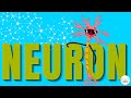 Neurons in Action: Understanding Nerve Impulses and Their Role in Quick Responses