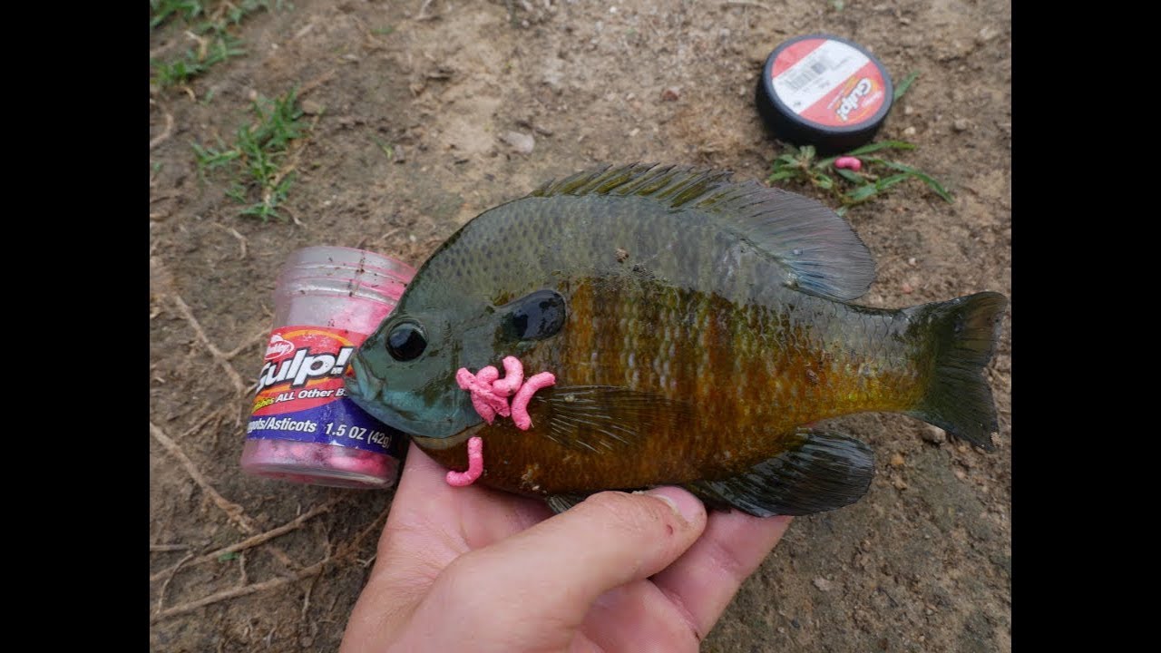 Berkley gulp maggots review Clearance