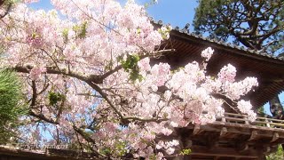 Zen Garden Cherry Blossoms: Mindfulness, Meditation -No music Nature Sounds Only