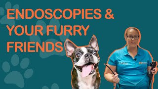 What Is An Endoscopy & Why Do We Use It For Your Furry Friends?