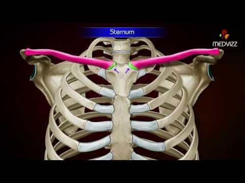 Gross Anatomy of Sternum ( Osteology ) - Parts and Attachments - YouTube