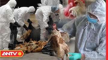 Cảnh Giác Với Cúm A/H5N8 Có Thể Lây Sang Người | An Toàn Sống | ANTV
