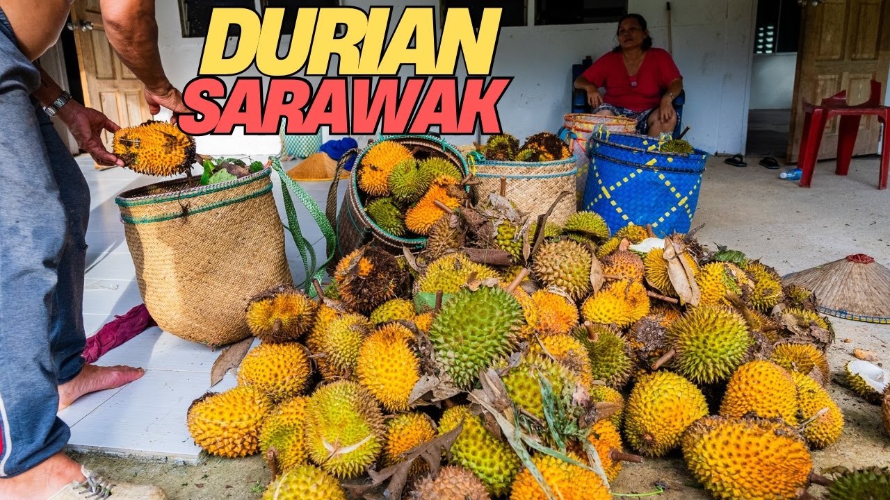Musim RAJA BUAH(DURIAN) di SARAWAK😱TERLAMPAU BANYAK❗️Suasana Di Kampung Iban Borneo/ENAK & NYAMAN