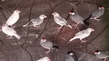 Video of my small colony of Java birds