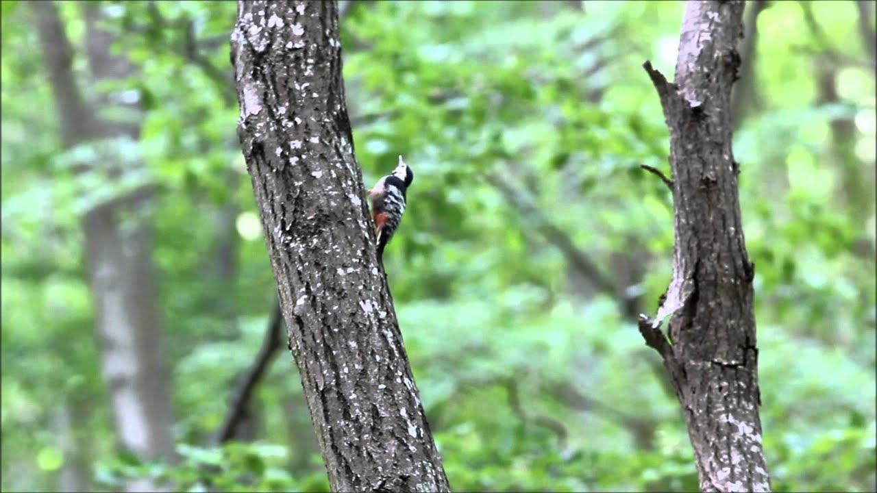 bird watching en español The elusive White Backed Woodpecker in Hungary