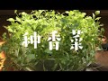 水培香菜，无土栽培，芳香开胃佳品 | How to Grow Cilantro in Water Without Soil