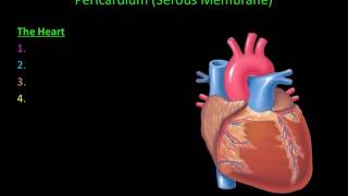 6.  Body Cavities and Membranes