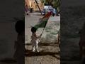 Patriotic Nivisha#cutebaby #nivisha#baby