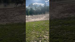 Our run from the other day #horse #barrelselect #rodeo