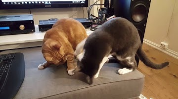 Cats On Catnip Funny Cats