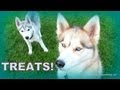 FROZEN TUNA CUBE DOG TREATS DIY | Snacks with the Snow Dogs 19