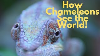 How Panther Chameleons See the World with Their Crazy Eyes!