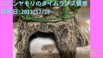 【For Work】 RPi-Cam-Web-Interfaceを使ったテスト（Timelapse） 2023年12月28日