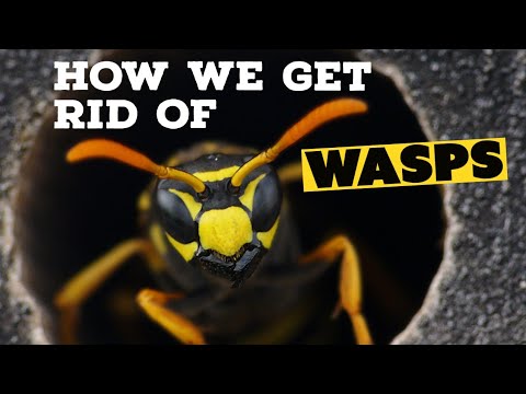 Video: Combaterea insectelor: cum să scapi de viespi