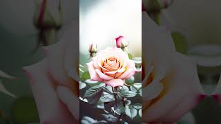 Download Lagu Your fav flower 🌺 #explore #trending #ytshorts #foryou #flowers #shorts #viral MP3 Download Lagu Your fav flower 🌺 #explore #trending #ytshorts #foryou #flowers #shorts #viral MP3