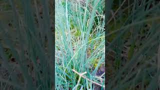 Dos Hav Zoov Mos Kawg Li Os