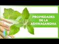 BENEFICIOS de la ASHWAGANDHA 🌿✅ (Propiedades, Cómo Tomarla y Contraindicaciones)