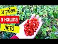 🌲 В лес за грибами! | Блаженство и душевное спокойствие.