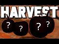 THE HALLOWEEN HARVEST