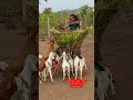 Feeding the goat kids! #uganda #goatfarming #cuteanimals #business